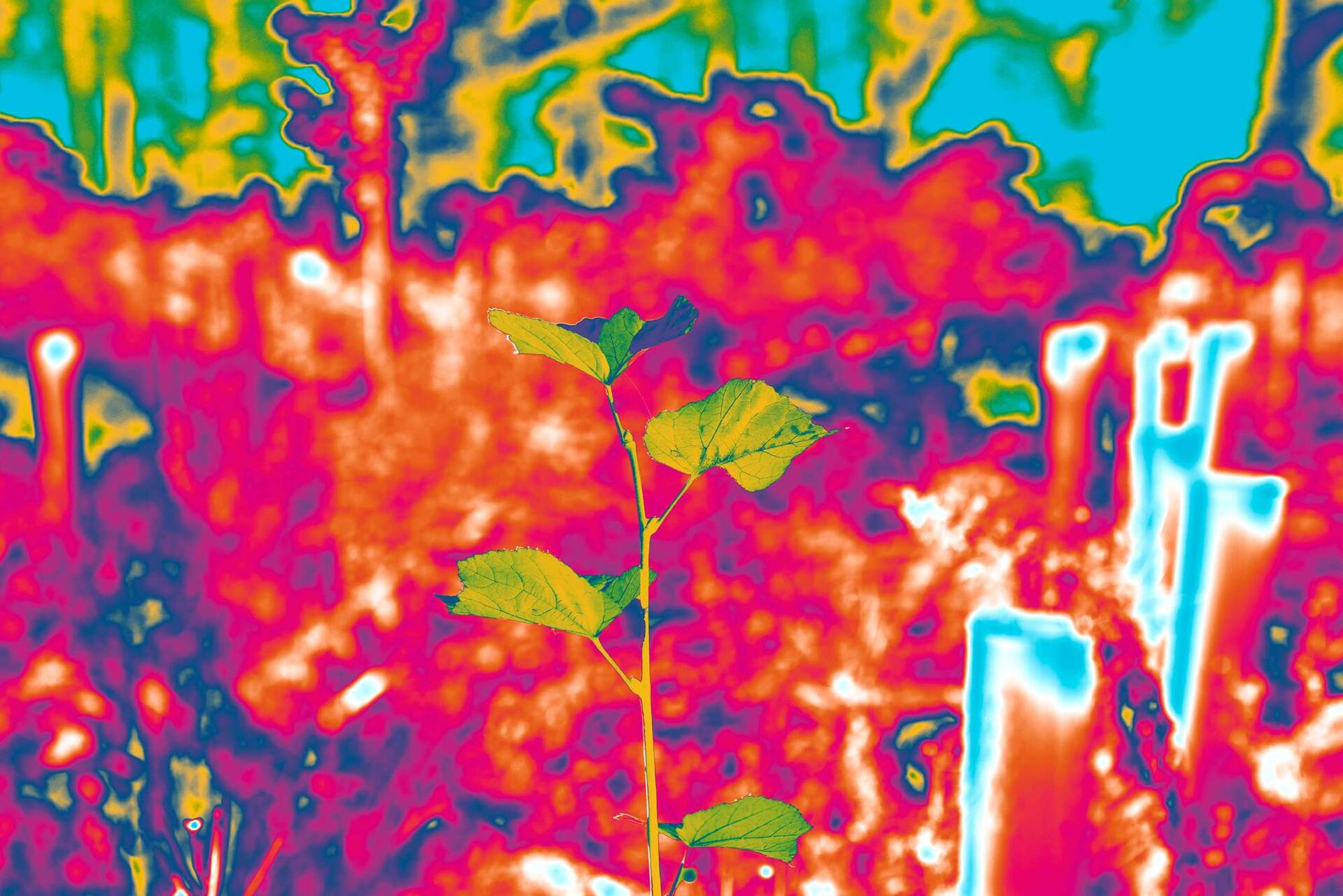 Schlossfestspiele Ludwigsburg